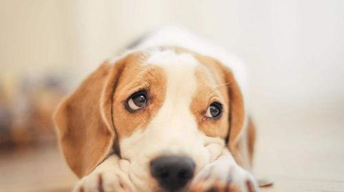 娱乐吃瓜酱送小狗视频大全,萌宠小狗视频大全，萌化你的心！