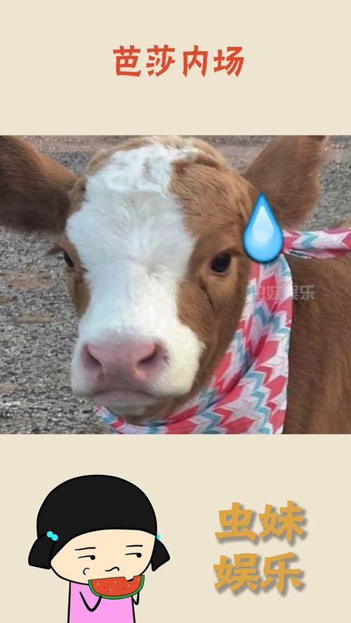 娱乐吃瓜酱心上人,揭秘“心上人”背后的故事