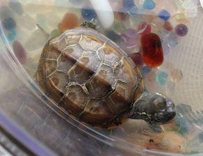 娱乐吃瓜酱小乌龟,揭秘娱乐圈那些不为人知的幕后故事