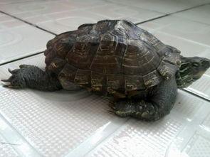 娱乐吃瓜酱小乌龟,揭秘娱乐圈那些不为人知的幕后故事